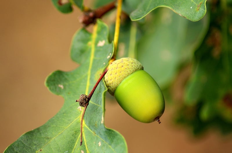 Acorn Cookies